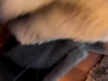 kellyshibary